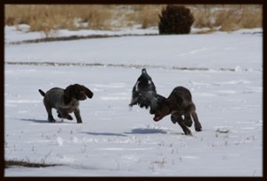 Bird Dog training