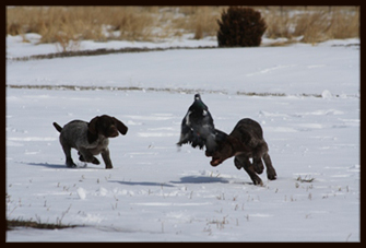 what is a good pheasant hunting dog