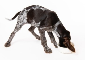 Nutrition for Bird Dogs