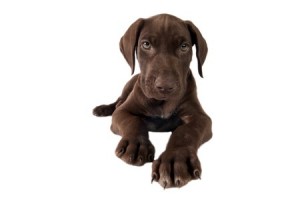 choosing a puppy for a gun dog